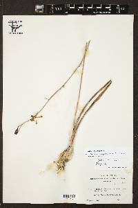 Encyclia adenocarpa image