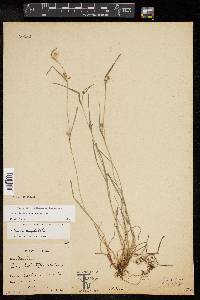 Carex bulbostylis image