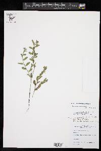 Lithospermum matamorense image