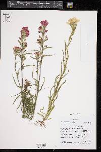 Castilleja indivisa image
