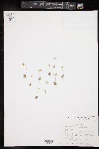 Draba cuneifolia image