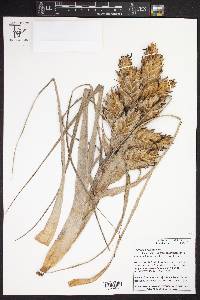 Tillandsia bourgaei image