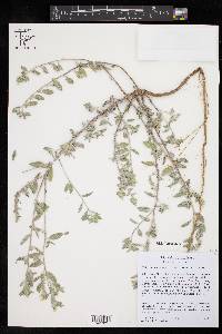 Heliotropium racemosum image