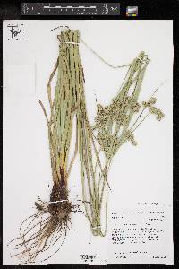 Cyperus entrerianus image