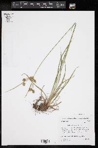 Cyperus croceus image