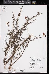 Agalinis fasciculata image
