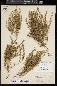 Scutellaria drummondii image