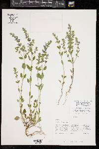 Scutellaria drummondii image