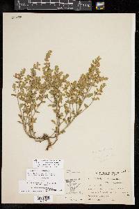 Scutellaria drummondii image
