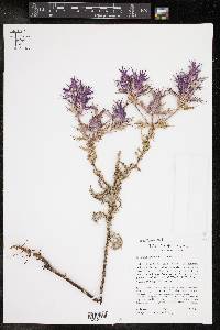 Eryngium leavenworthii image