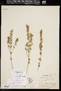 Scutellaria drummondii image