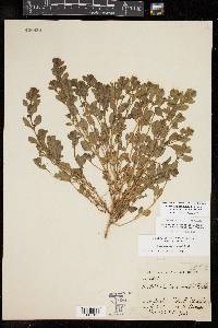 Scutellaria drummondii var. edwardsiana image