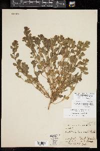 Scutellaria drummondii image