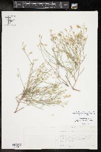 Stephanomeria pauciflora image