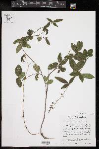 Desmodium incanum image