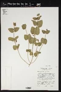 Matelea cynanchoides image