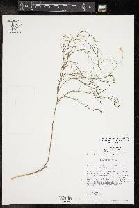 Stephanomeria pauciflora image