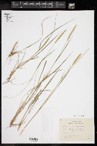 Setaria texana image