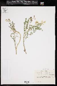 Astragalus soxmaniorum image