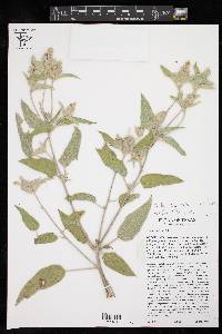 Croton capitatus var. lindheimeri image