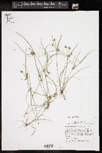 Cyperus squarrosus image