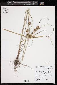 Cyperus echinatus image