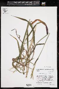 Paspalum pubiflorum image