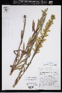 Solidago sempervirens image