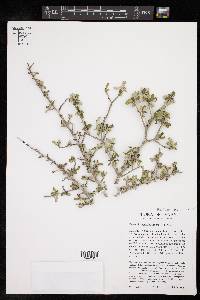 Bernardia myricifolia image