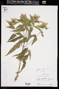 Monarda fistulosa var. fistulosa image