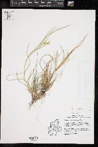 Cenchrus spinifex image