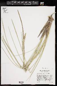 Spartina spartinae image