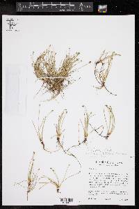 Eleocharis albida image