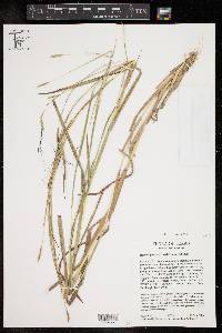 Heteropogon contortus image