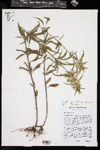 Monarda punctata var. lasiodonta image