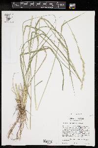 Tridens albescens image