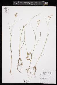 Juncus texanus image