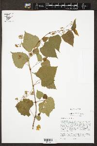 Ampelopsis cordata image