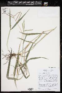 Paspalum pubiflorum image