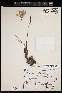 Zephyranthes crociflora image