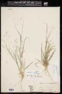 Panicum hallii image