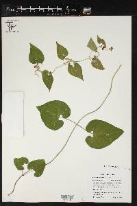 Matelea edwardsensis image