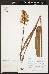 Platanthera ciliaris image