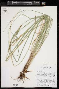 Carex emoryi image