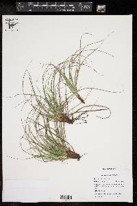 Carex planostachys image