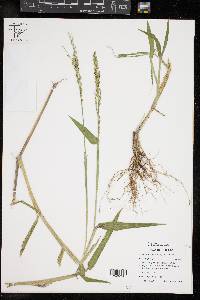 Urochloa texana image