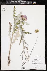 Cirsium texanum image