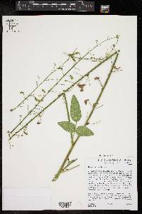 Desmodium tweedyi image