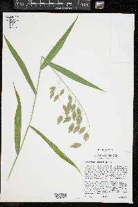 Chasmanthium latifolium image