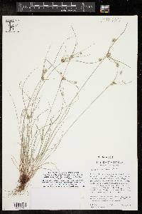 Cyperus retroflexus image